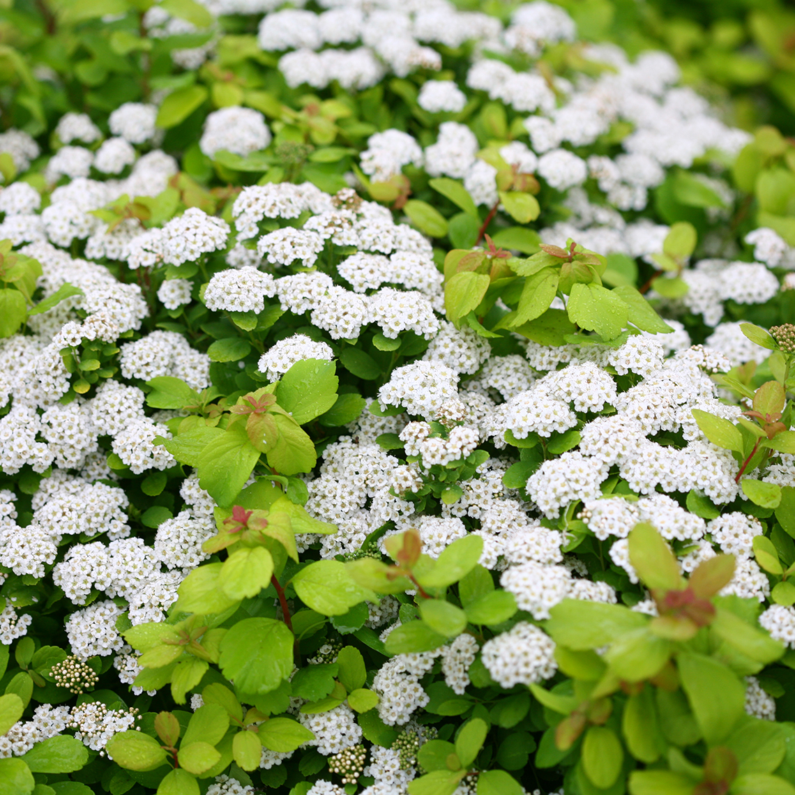 White spirea store